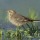 The Tale of the Citrine Wagtail - Terry Thormin