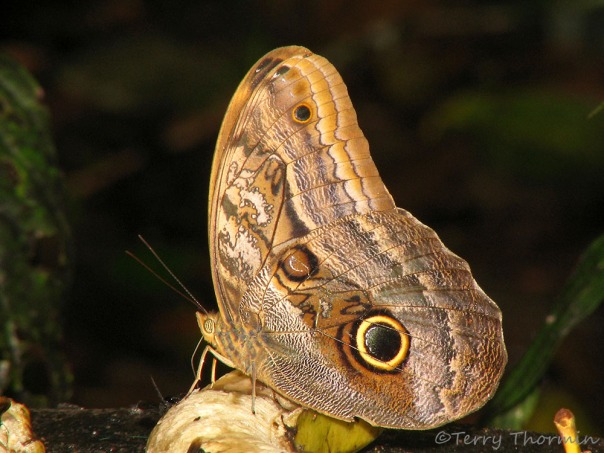 Owl Butterfly - Caligo illioneus 1b - SV