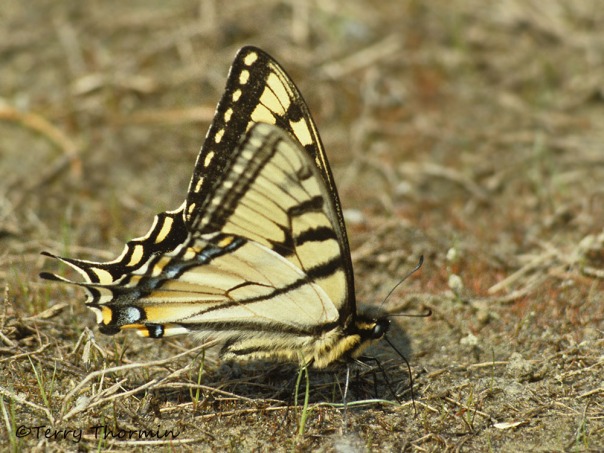 Papilio canadensis - Canadian Tiger Swallowtail mudpuddling 1