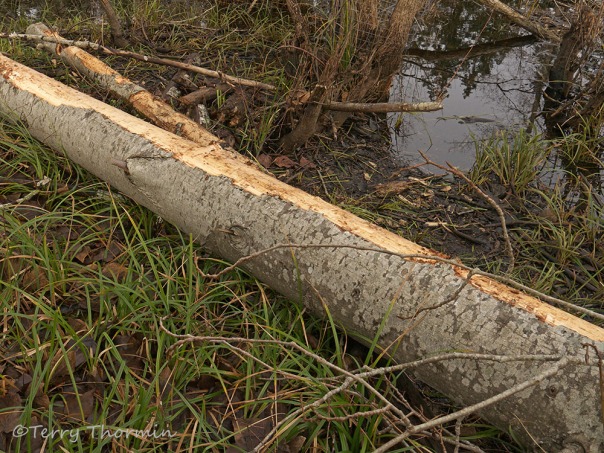 Cottonwood chewed by beaver 1b