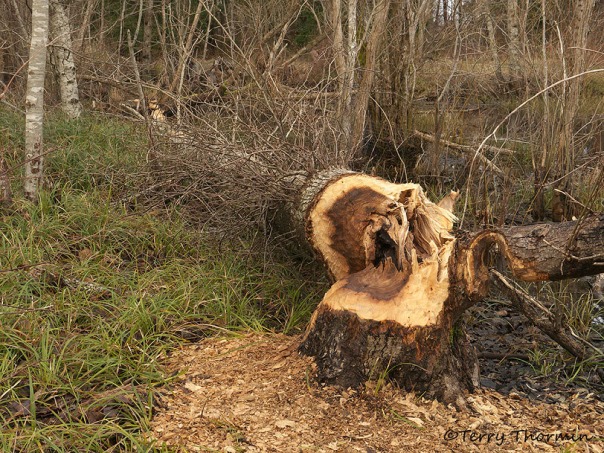 Cottonwood cut down by beaver 2b