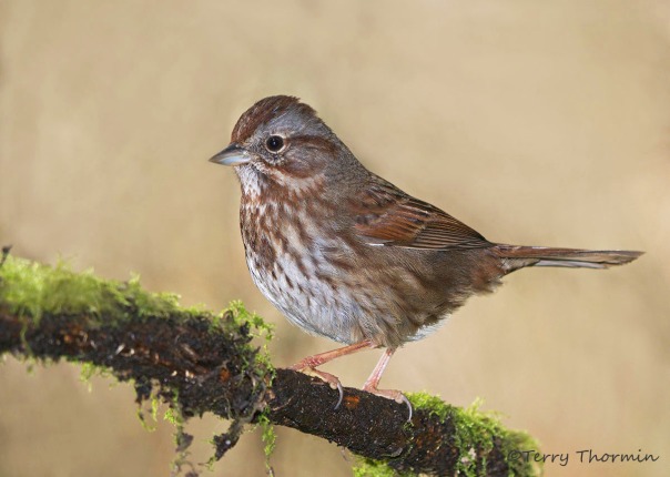Song Sparrow 28b