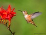 For Love of Hummers
