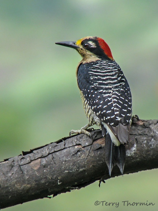 Black-cheeked Woodpecker 6b