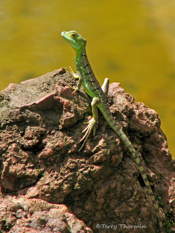 Green Basilisk Lizard baby 5b - SV