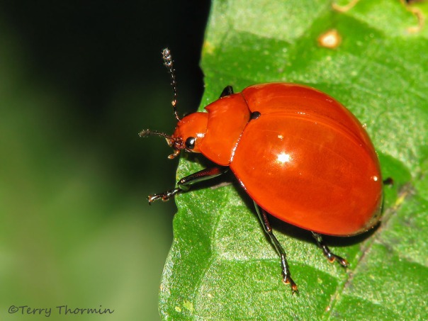 Red Potato Beetle - Leptinotarsa rubiginosa 1b - SV